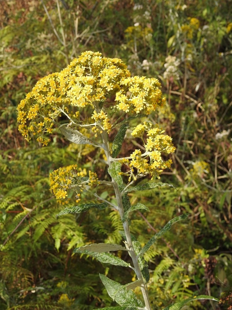 Zemisia thomasii photo 5