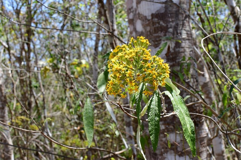 Zemisia thomasii photo 6