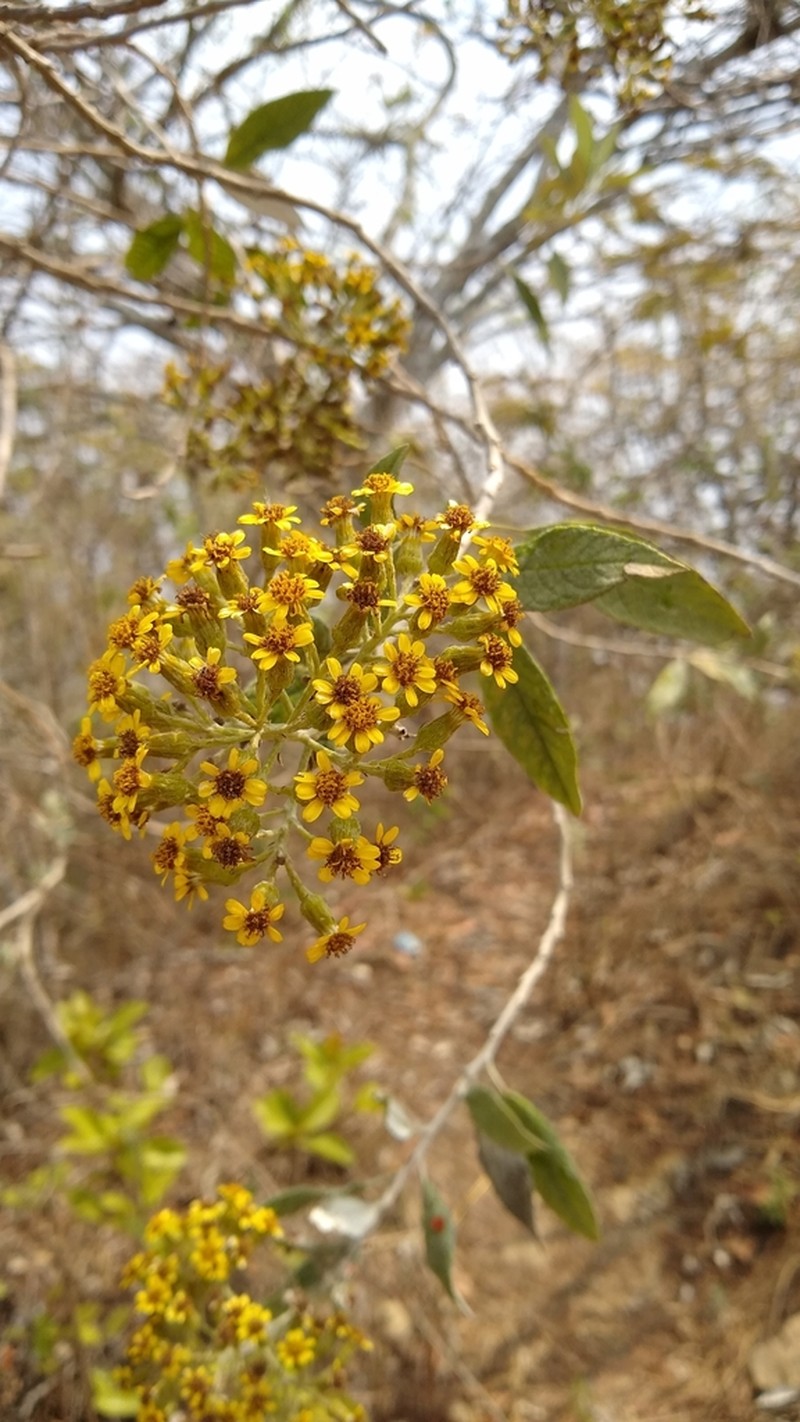 Zemisia thomasii photo 8