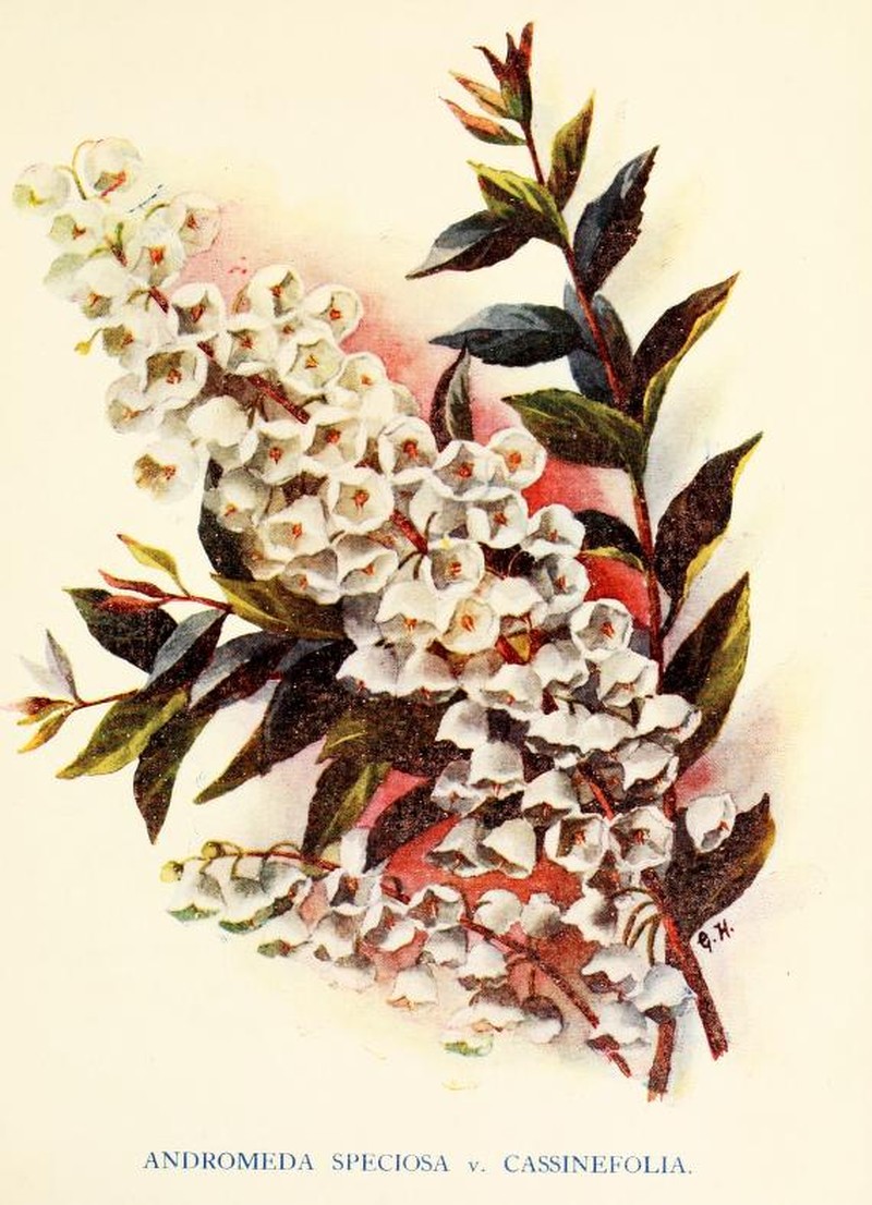 Honeycup photo 2