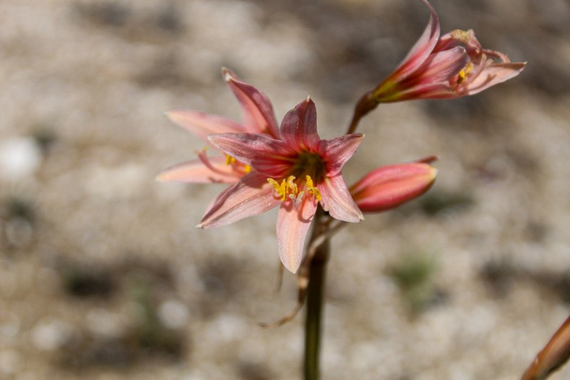 Zephyranthes advena