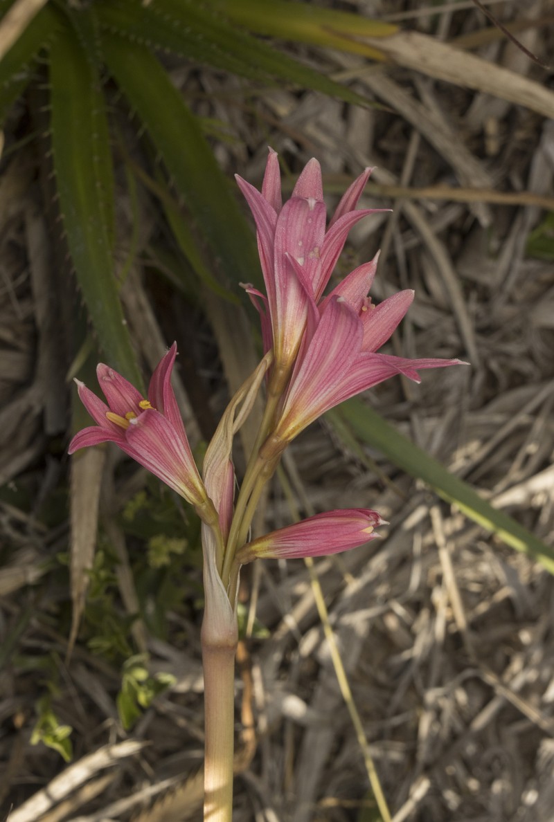 Zephyranthes advena photo 2