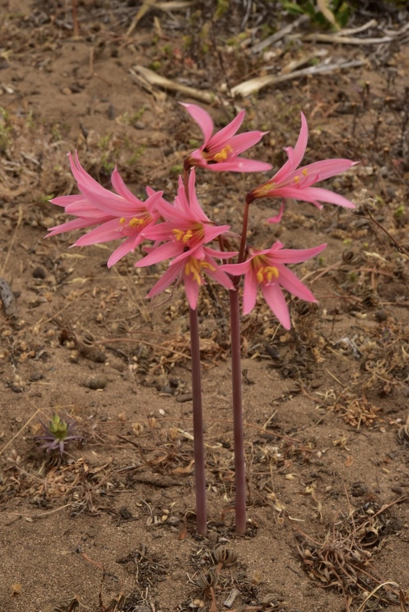 Zephyranthes advena photo 3