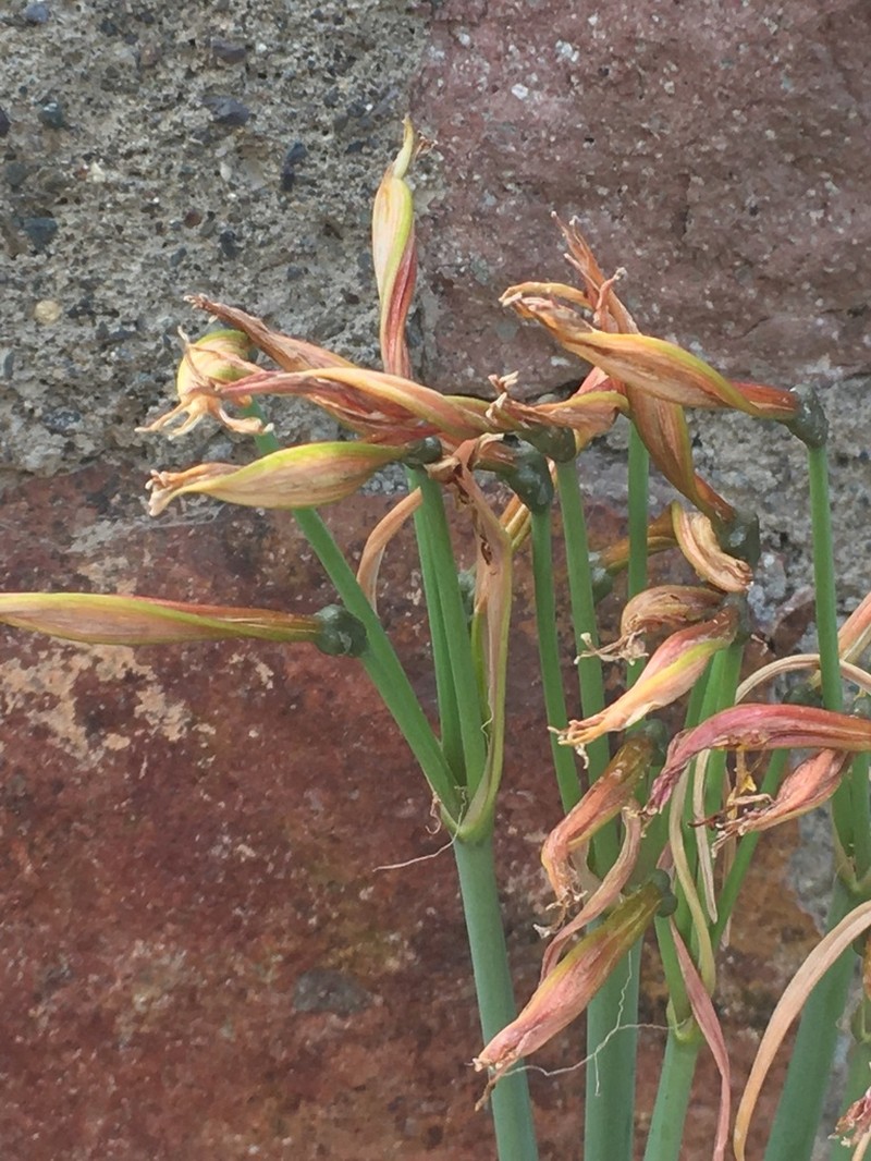 Zephyranthes advena photo 4