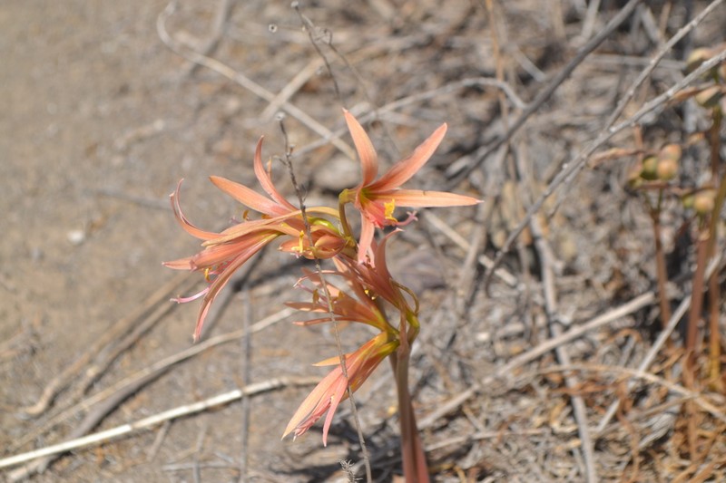 Zephyranthes advena photo 5