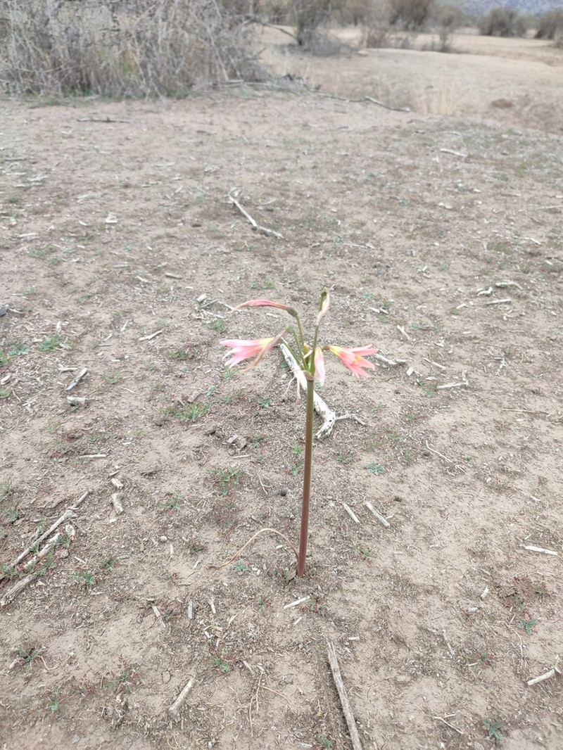 Zephyranthes advena photo 6