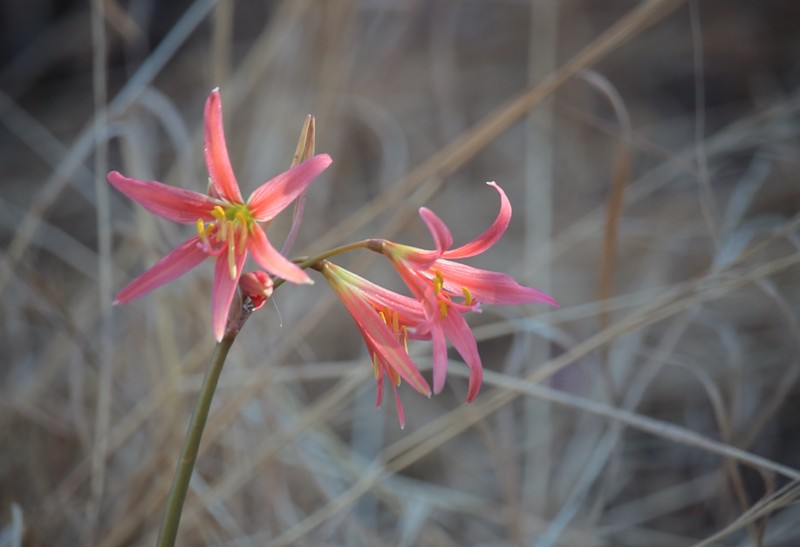 Zephyranthes advena photo 7