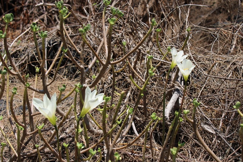Zephyranthes alba