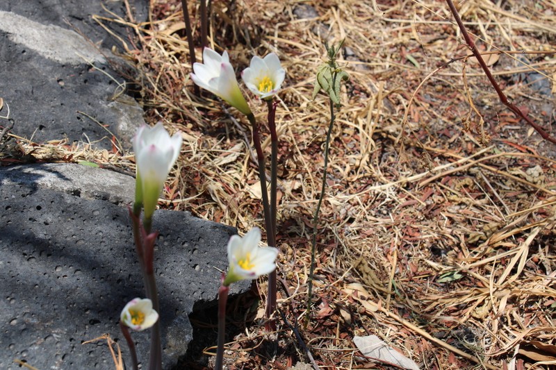 Zephyranthes alba photo 2