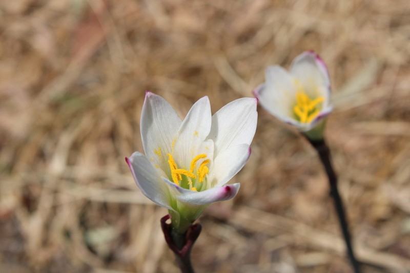 Zephyranthes alba photo 3