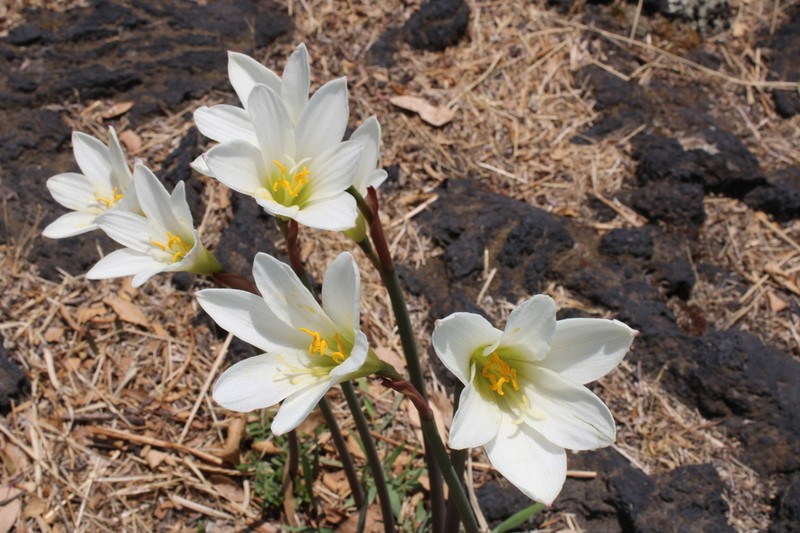Zephyranthes alba photo 4