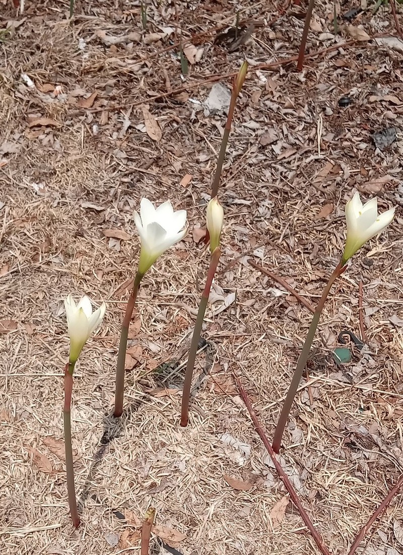 Zephyranthes alba photo 5