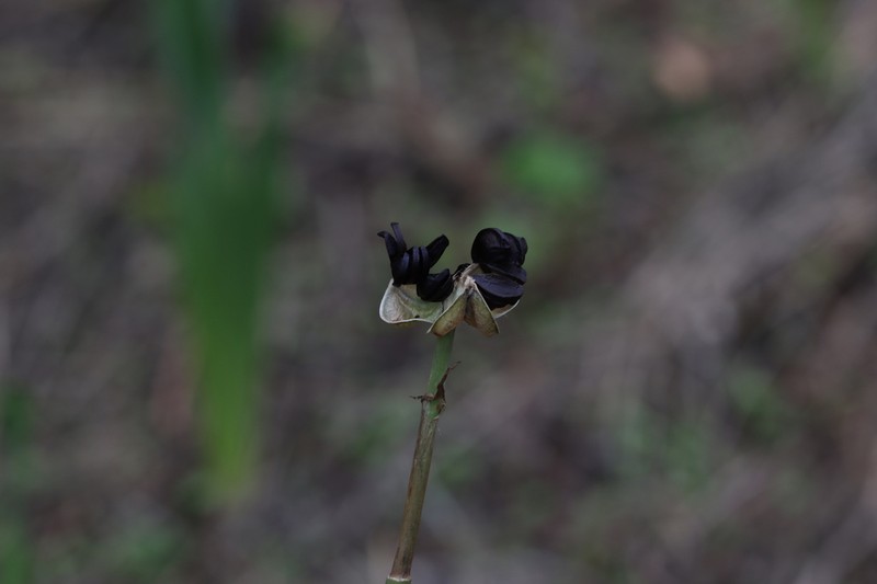 Zephyranthes alba photo 6