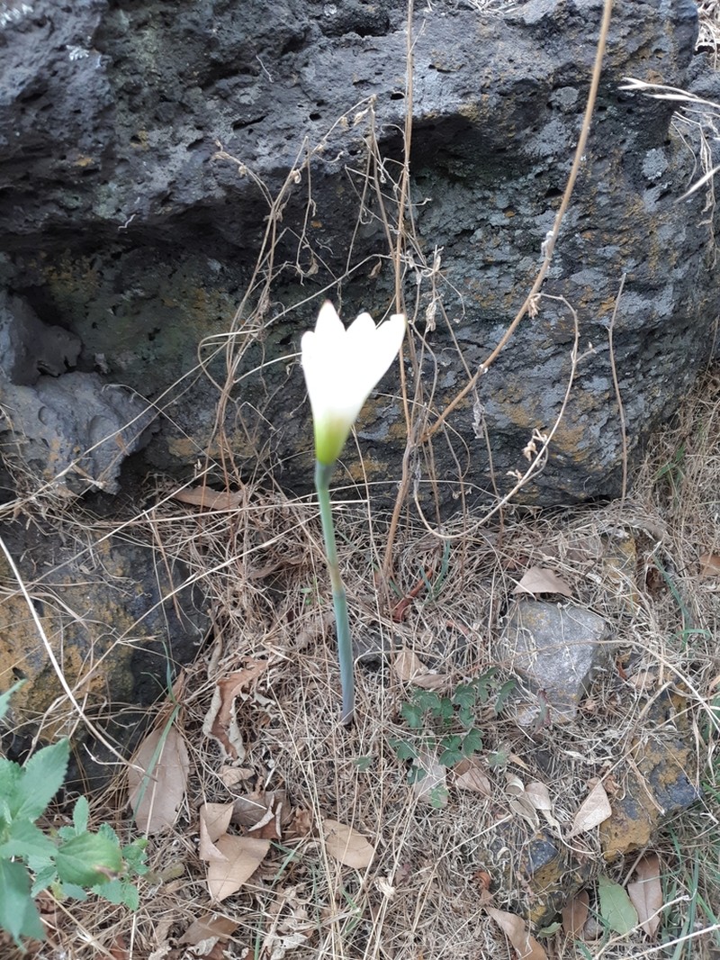 Zephyranthes alba photo 7
