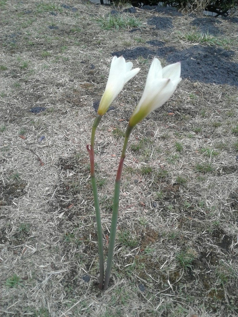 Zephyranthes alba photo 8