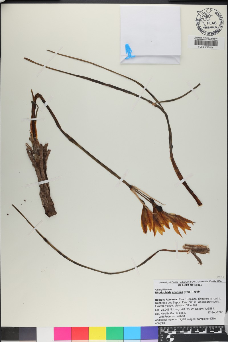 Zephyranthes ananuca