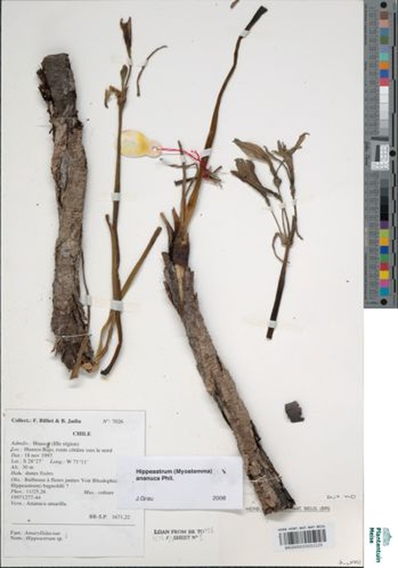 Zephyranthes ananuca photo 2