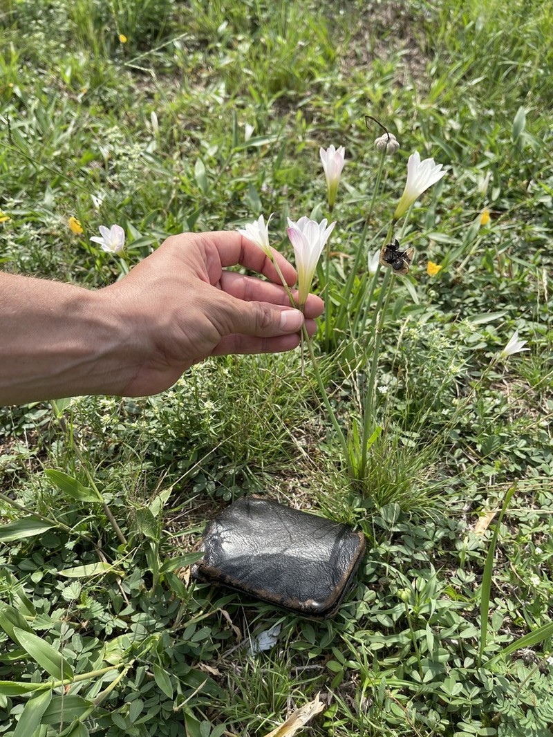Zephyranthes andalgalensis