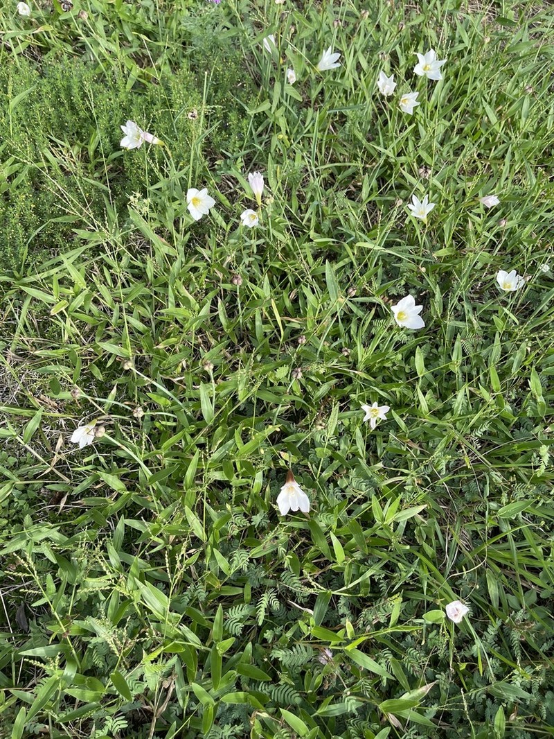 Zephyranthes andalgalensis photo 2
