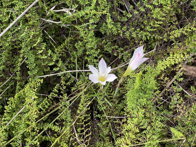 Zephyranthes andalgalensis photo 3