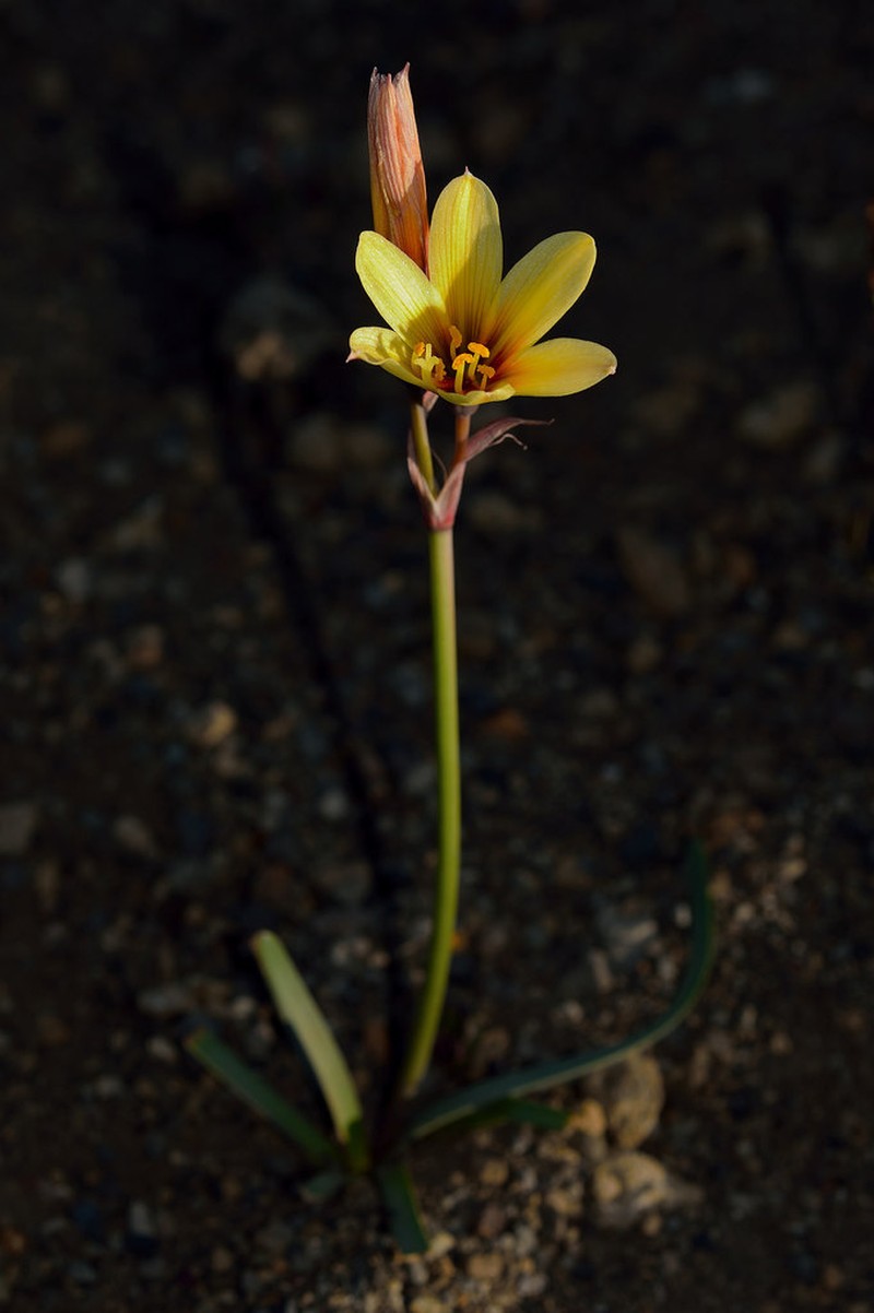 Zephyranthes araucana