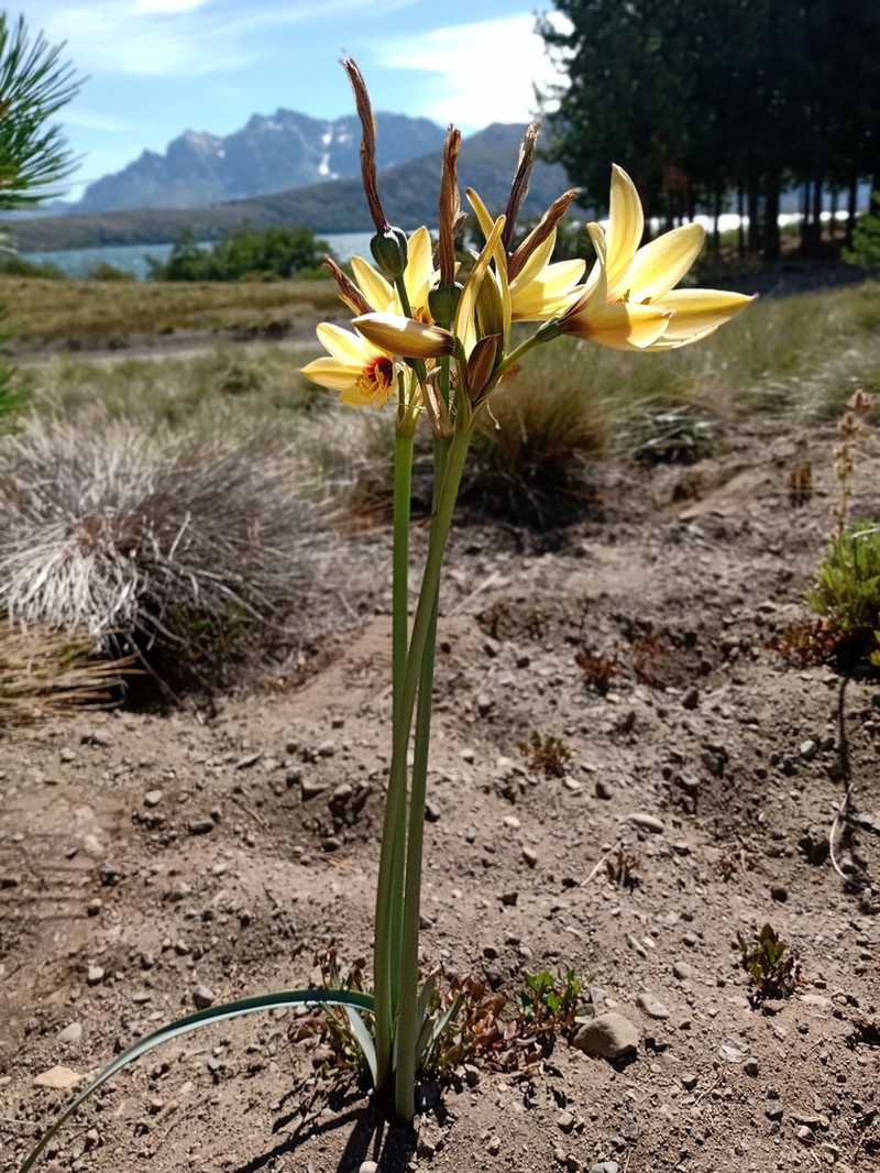 Zephyranthes araucana photo 2