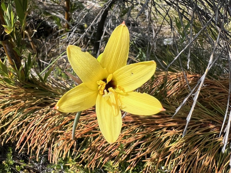 Zephyranthes araucana photo 3