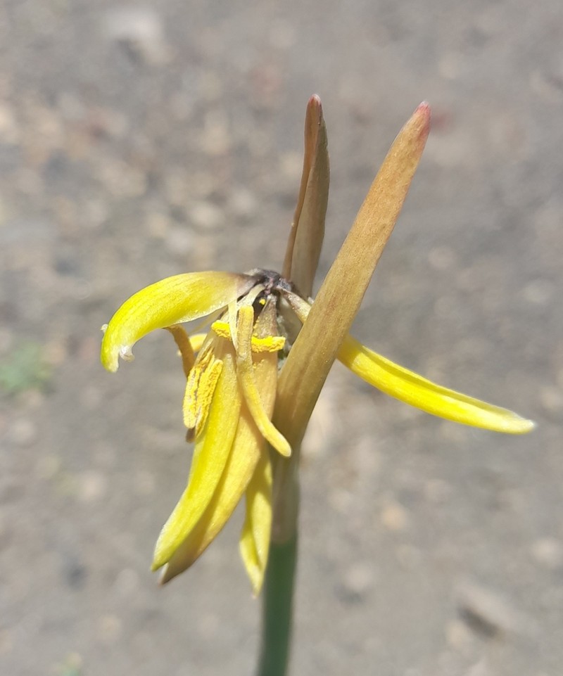 Zephyranthes araucana photo 4