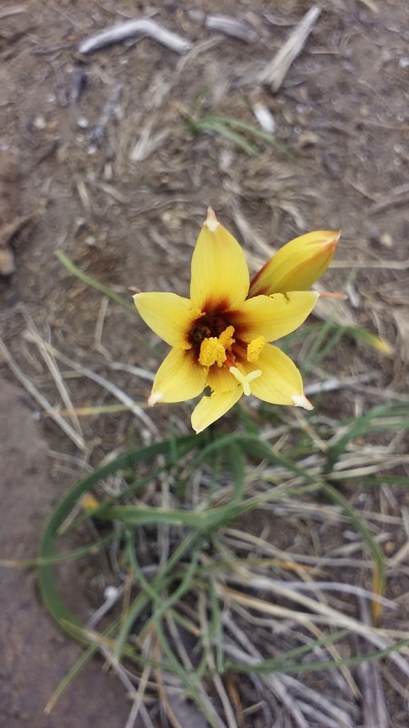 Zephyranthes araucana photo 5