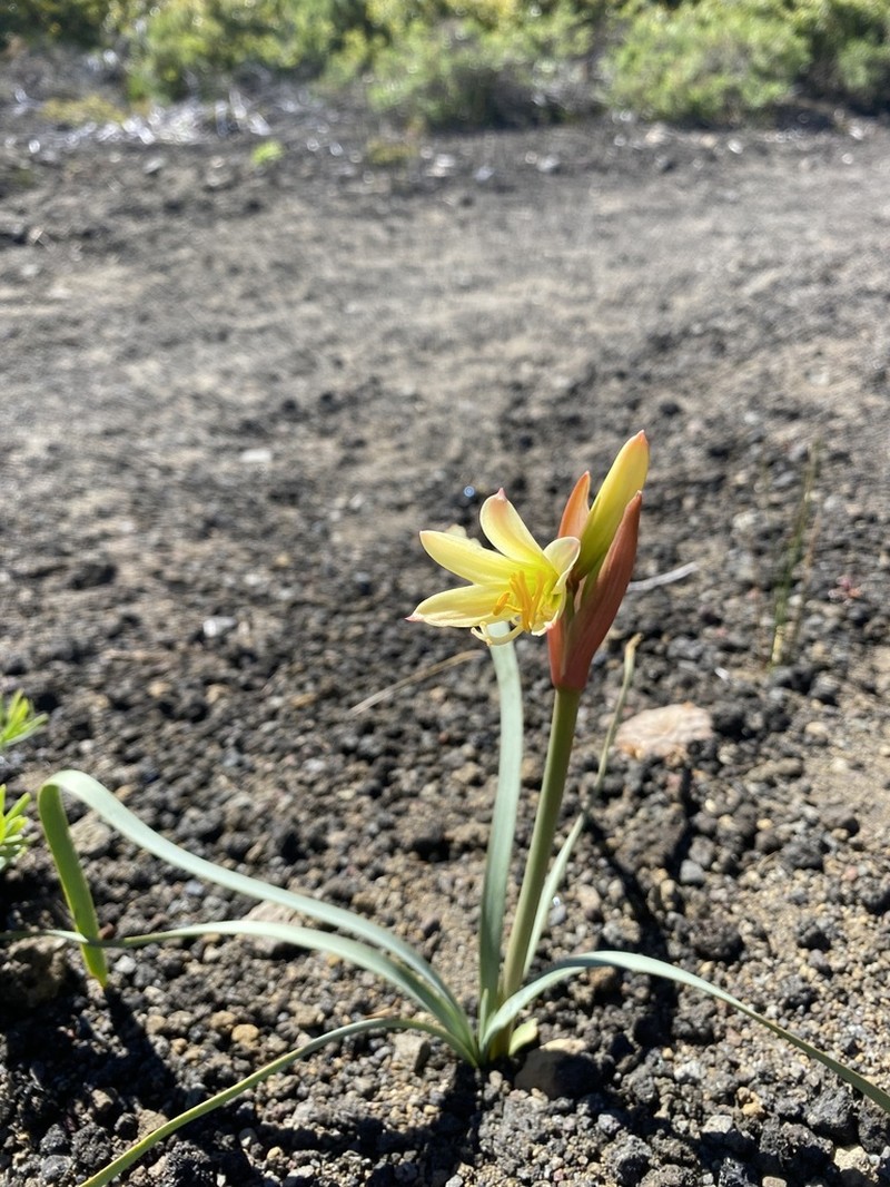 Zephyranthes araucana photo 6