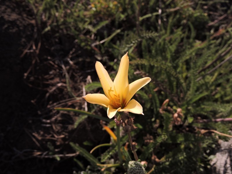 Zephyranthes araucana photo 7