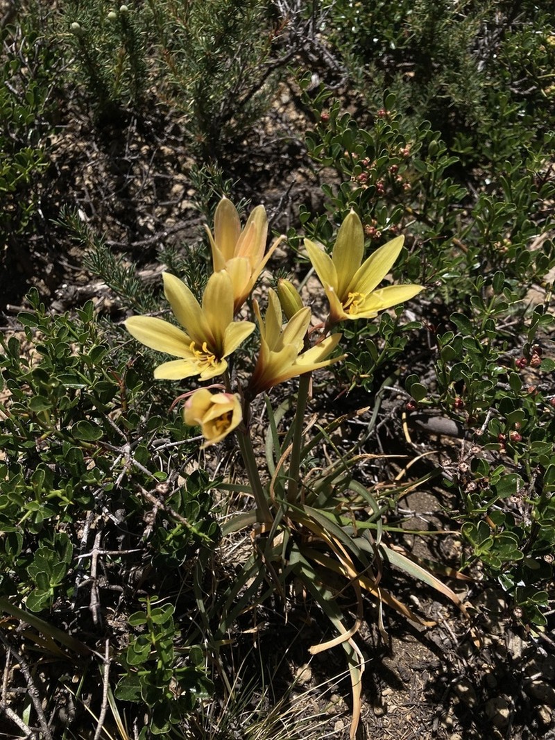 Zephyranthes araucana photo 8