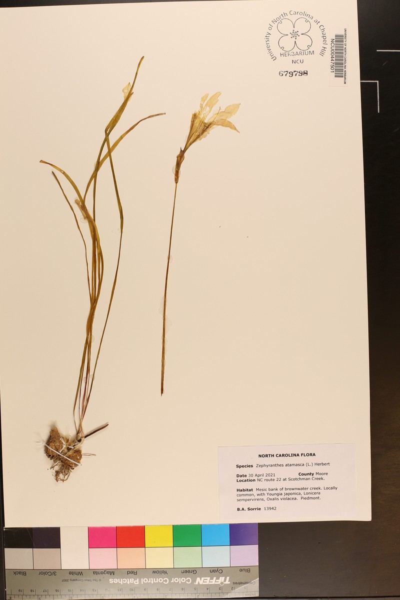 Atamasco Lily photo 2