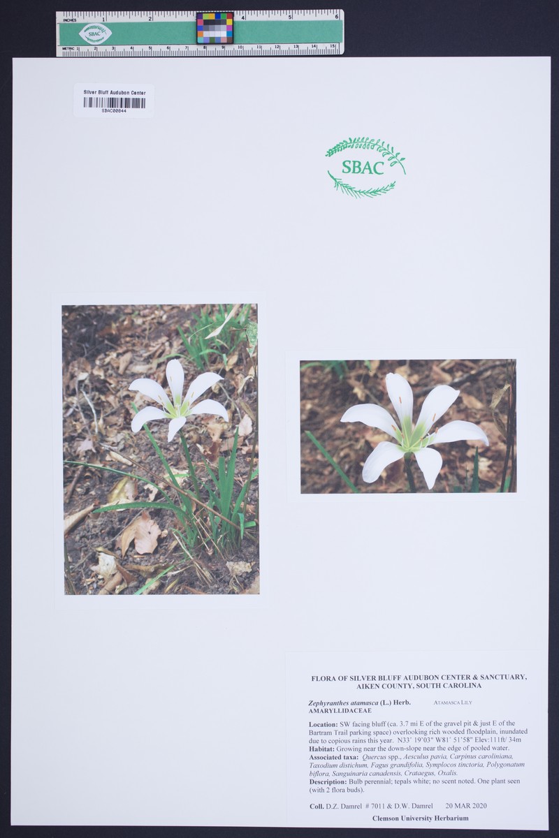 Atamasco Lily photo 3