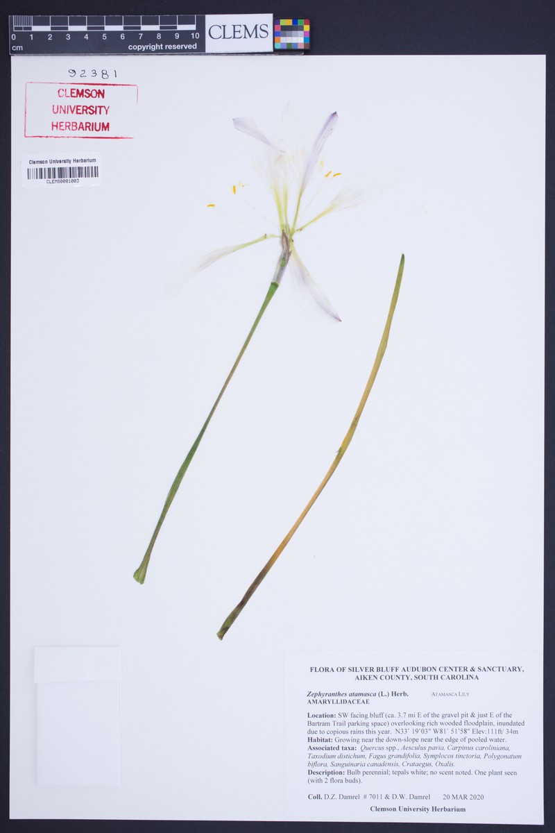 Atamasco Lily photo 4