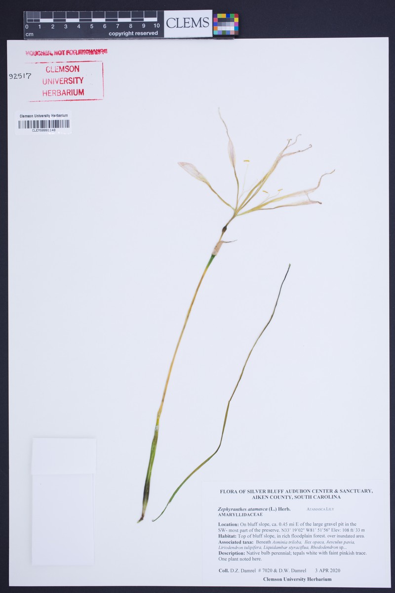 Atamasco Lily photo 5