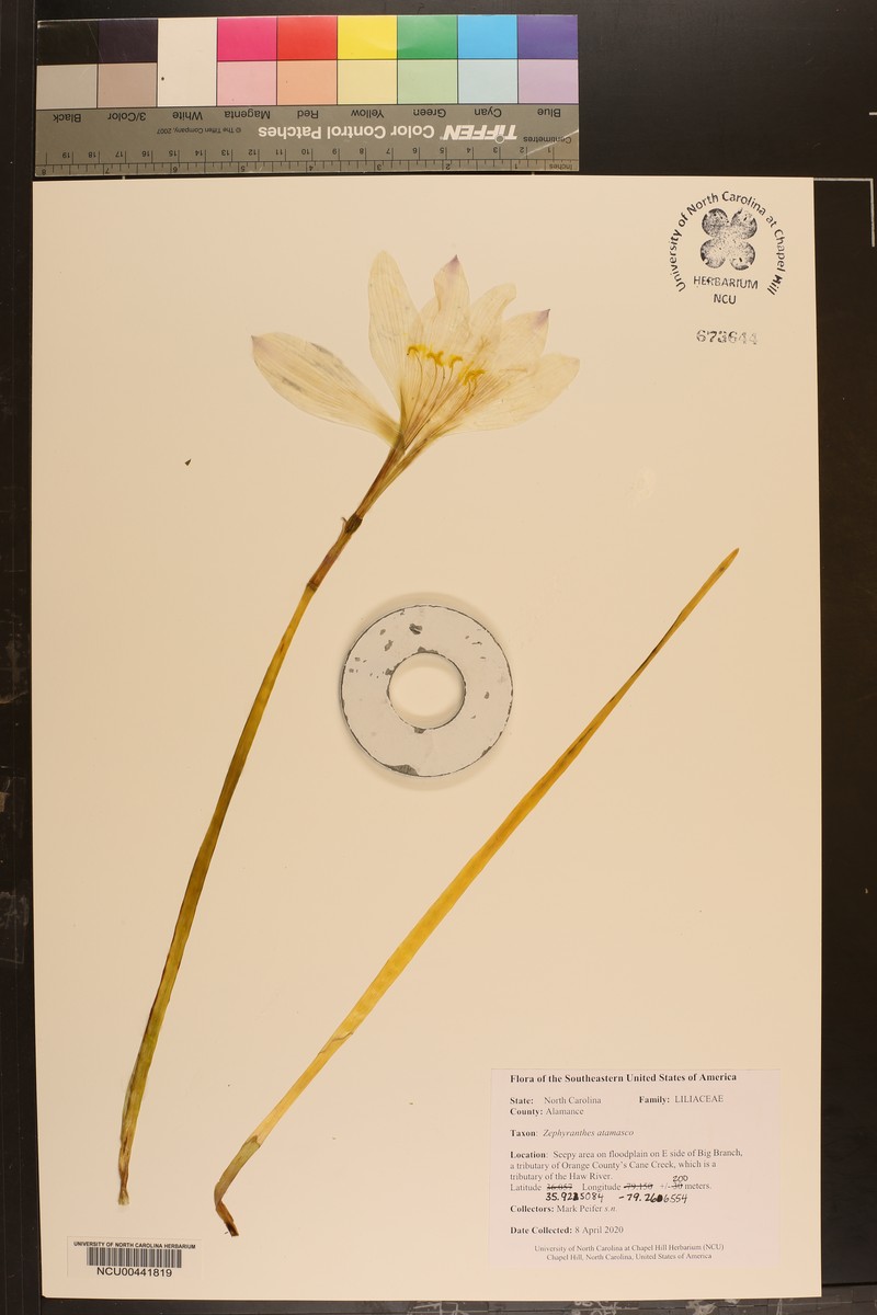 Atamasco Lily photo 6