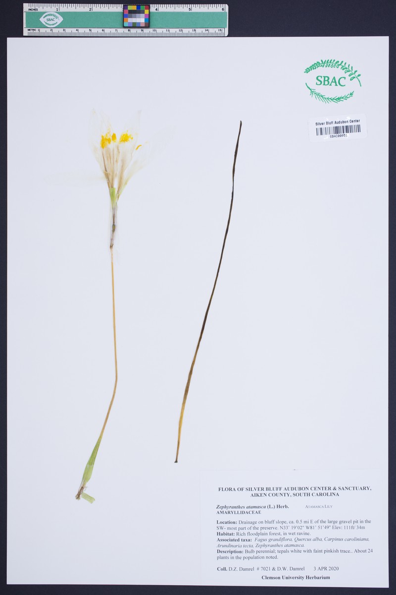 Atamasco Lily photo 7