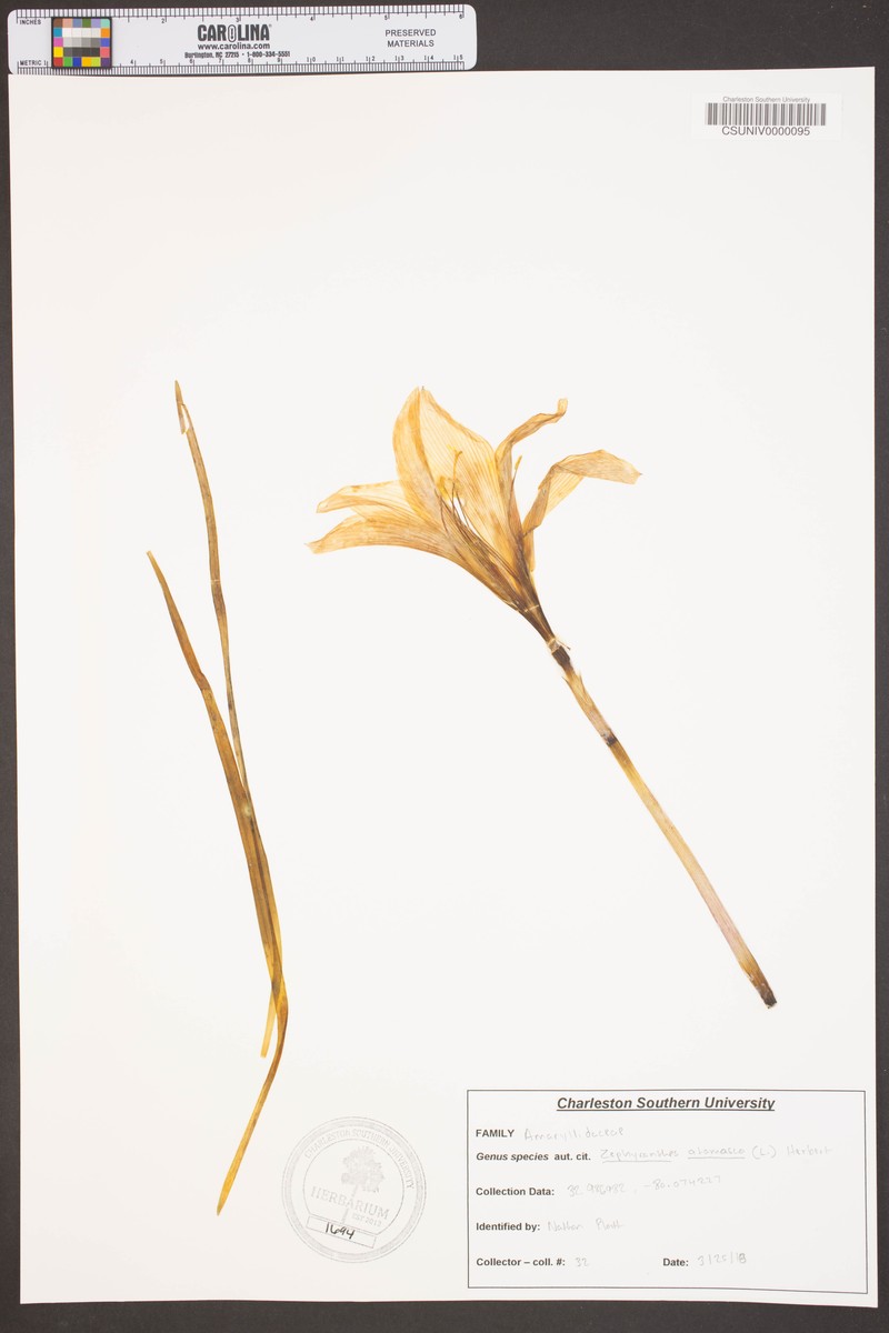 Atamasco Lily photo 8