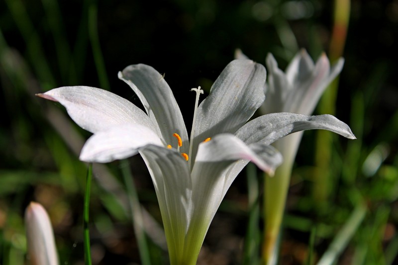 Atamasco Lily photo 2