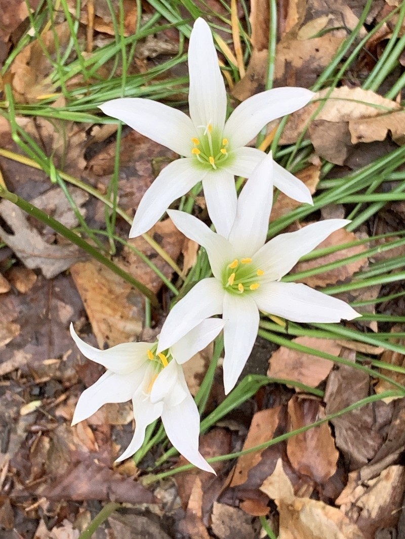 Zephyranthes atamasco