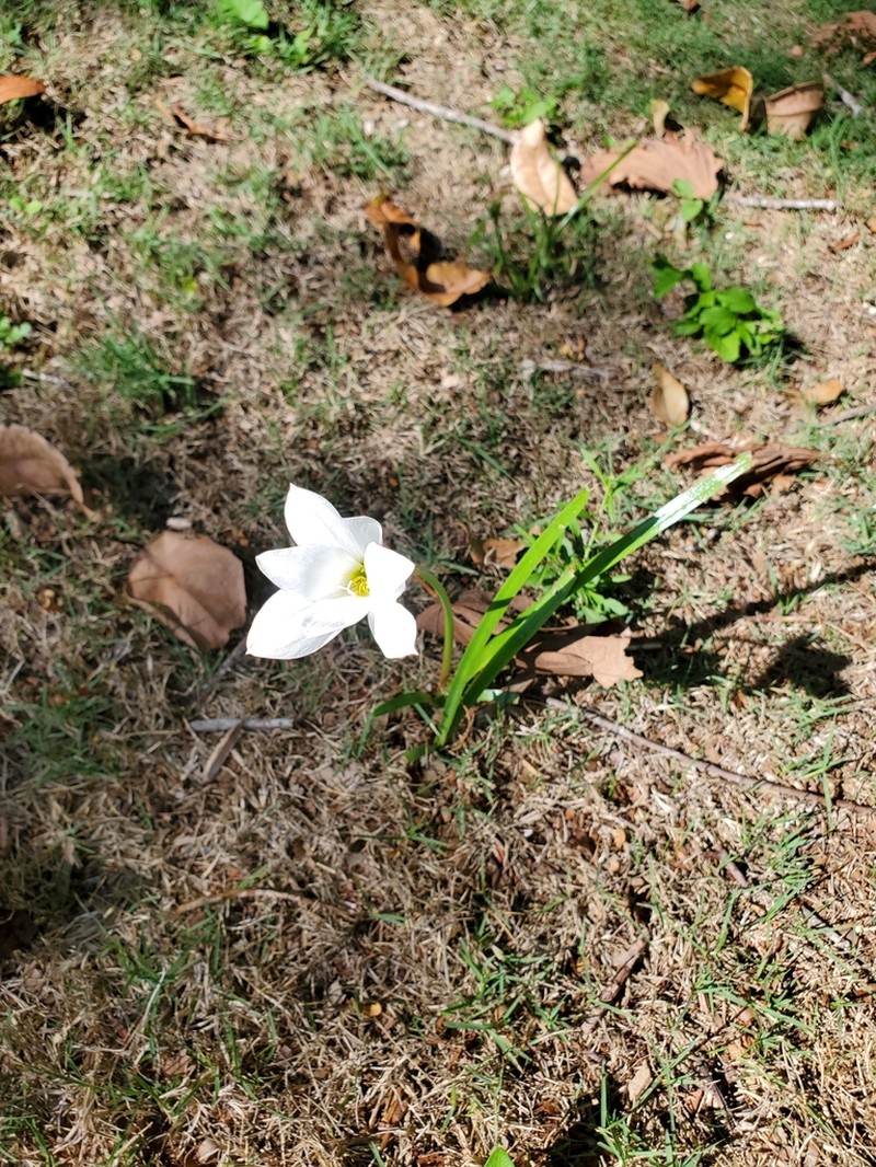 Zephyranthes atamasco photo 2