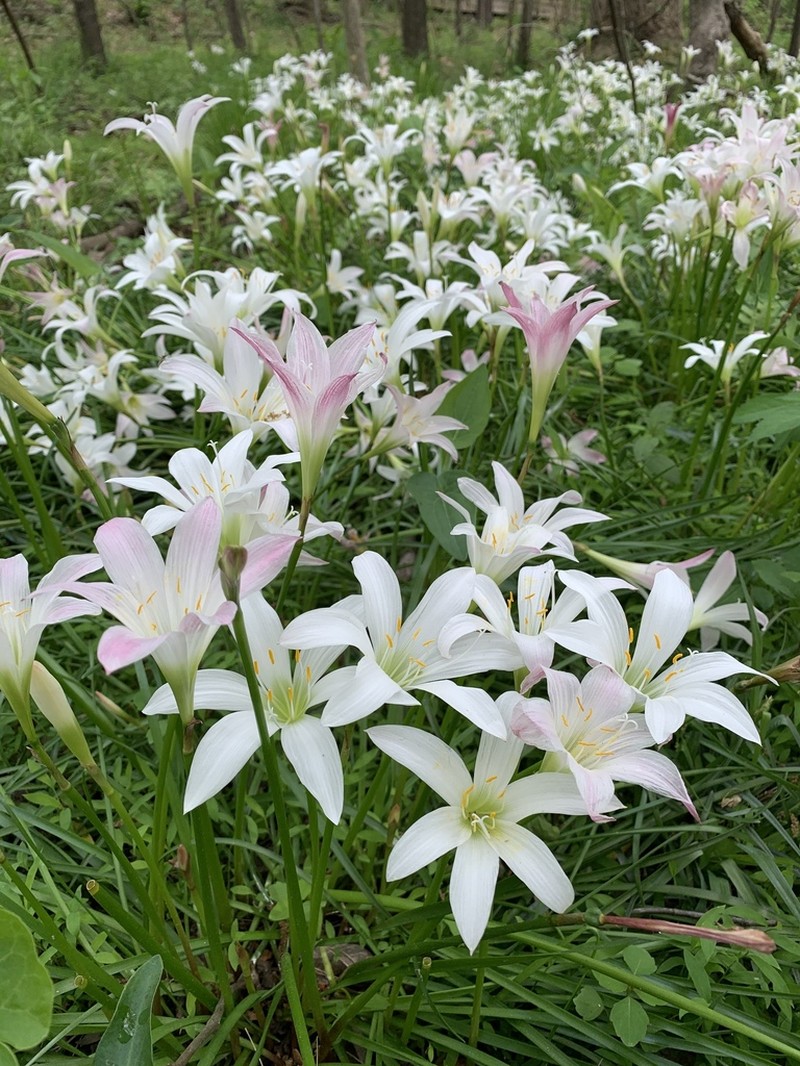 Zephyranthes atamasco photo 3