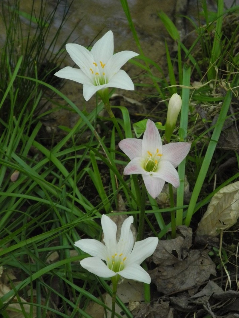 Zephyranthes atamasco photo 4