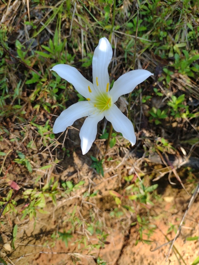 Zephyranthes atamasco photo 5