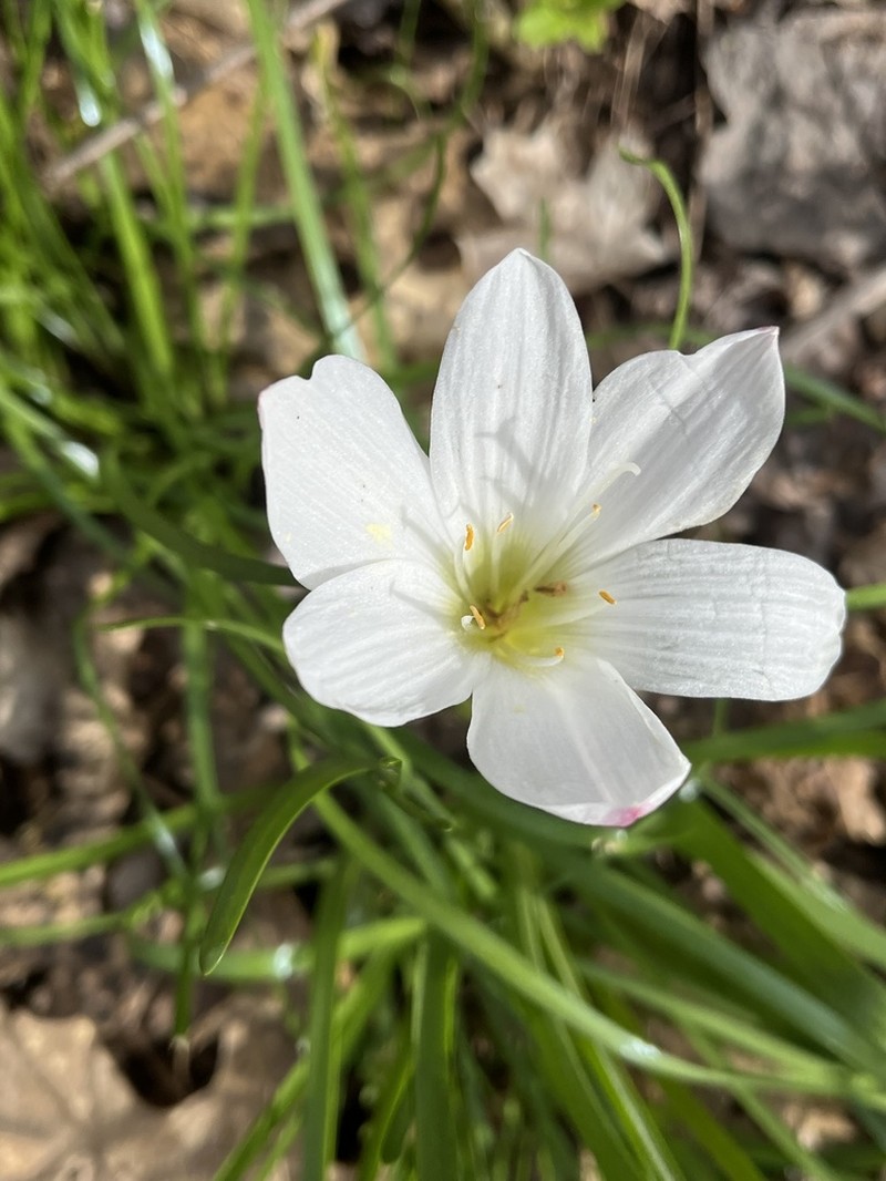 Zephyranthes atamasco photo 6