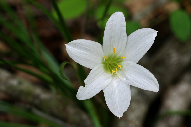 Zephyranthes atamasco photo 7