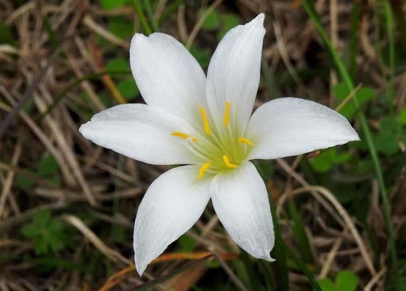 Zephyranthes atamasco photo 8