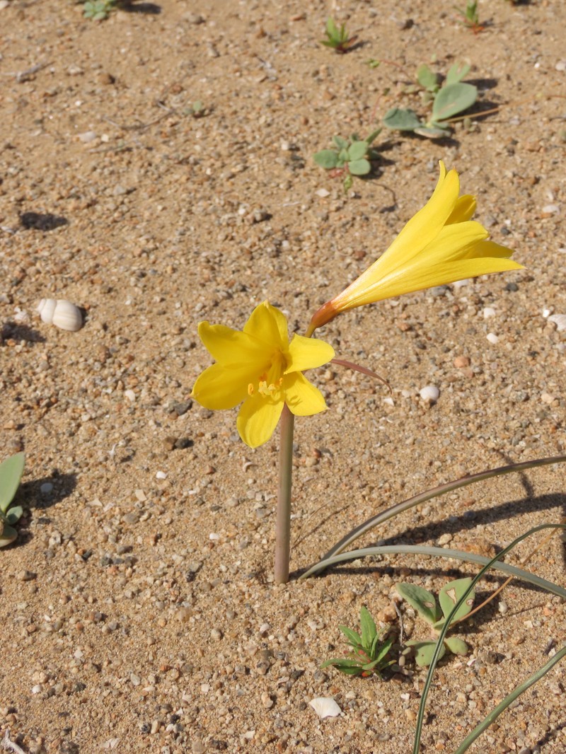 Zephyranthes bagnoldii