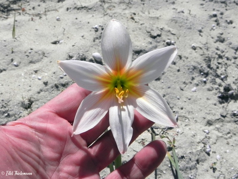 Zephyranthes bagnoldii photo 2